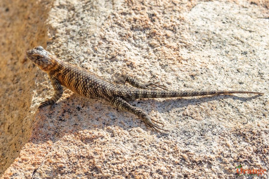 Granite Spiny Lizard Orange County Outdoors